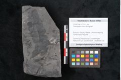 Foto (Objekt + Etikett) von Odontopteris minor Brongniart (NHMW-GEO-2024-0188-10719)